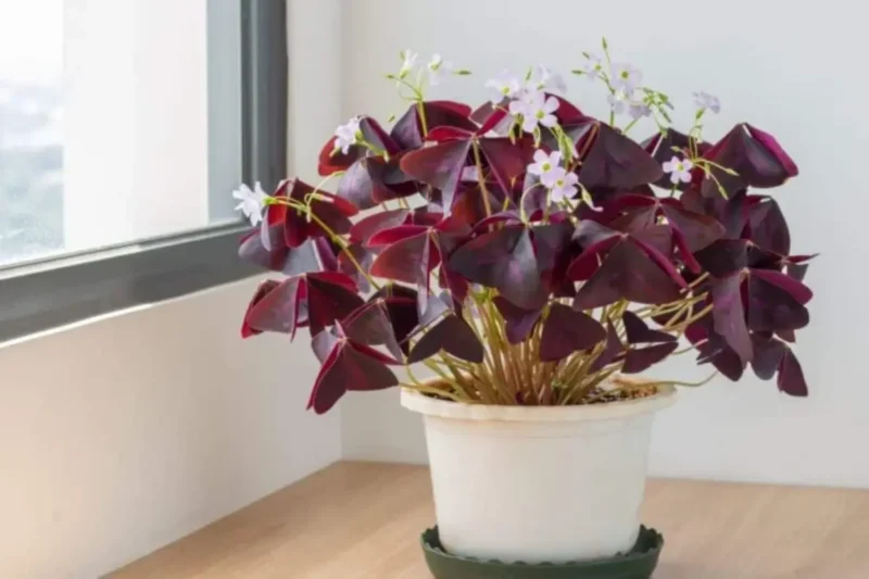 A potted shamrock plant