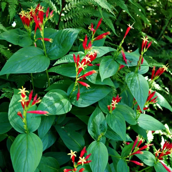 Pinkroot Live Plants - 5 Bare Root Perennial Wildflower Plants Outdoors