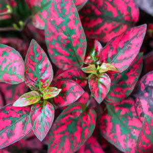 Red Polka Dot Plant 3-Pack Hypoestes Live Indoor Houseplants