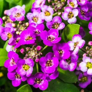 Sweet Alyssum Flower Plants - 4 Inch Potted Perennial Alyssum