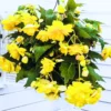 Weeping Begonia Plants - 3 Starter Begonia Flower Plants - 3 Inches Tall - Bareroot