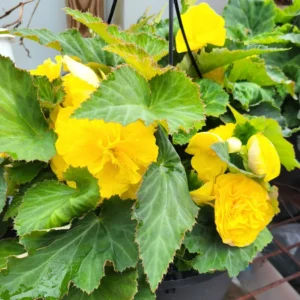 Begonia Plants - 3 Weeping Begonia Flowering Plants 3 Inches Rooted