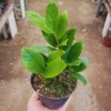 ZZ Plant Tree Live Zamioculcas Zamiifolia Plant - 4 Inch Pot - 4-6 Inches Tall