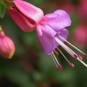 Pink Fuchsia Plant Live Ornamental Flowering Plant 3 Inches Indoor Outdoor