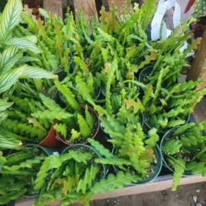 Epiphyllum Anguliger Plant - Zig Zag Cactus, Fishbone Cactus 2 Inch Pot