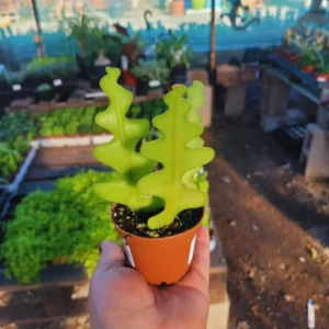 Epiphyllum Anguliger Plant - Zig Zag Cactus, Fishbone Cactus 2 Inch Pot