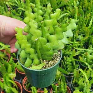 Epiphyllum Anguliger Plant - Zig Zag Cactus, Fishbone Cactus 2 Inch Pot