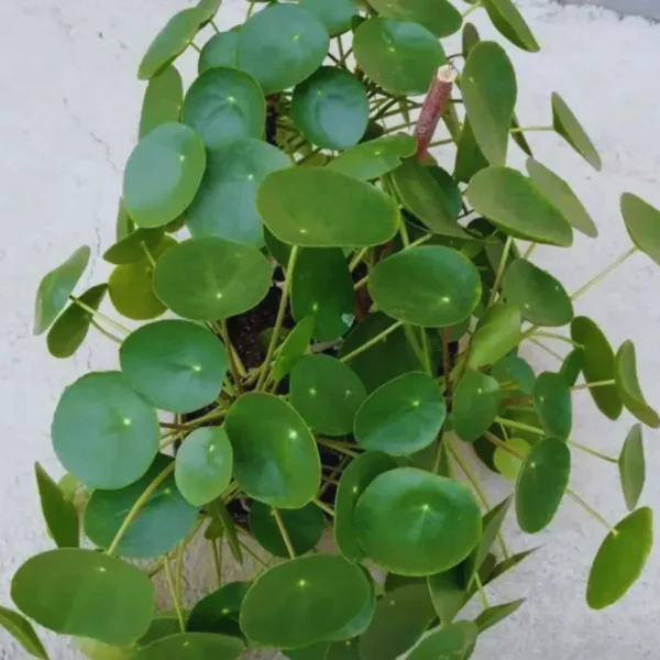 Pilea Peperomioides Plant Set - Live Money Plant - 2 Inch Potted Indoor Plants