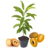 Sapote Plant Live: 6-10 Inch Sapodilla Tree Tropical Fruit Seedling