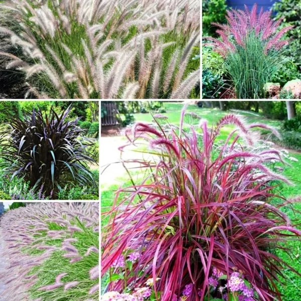 Fountain Grass Live Plants - 3 Pack, 5-9 Inch Tall, Ornamental Grass Perennial