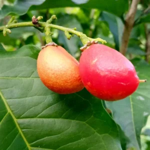 Peanut Butter Tree Live Plant, 4-6 Inch Seedling - Garden & Containers