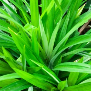Live Pandan Plant - 4-6 Inch Pandanus Amaryllifolius Plant for Gardening