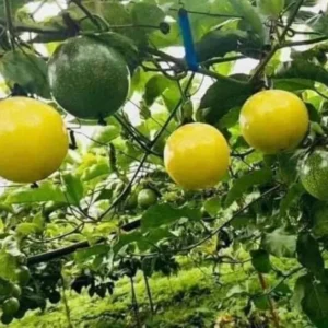 Yellow Passion Fruit Plant Live Vine 4-6 Inch Passion Plant