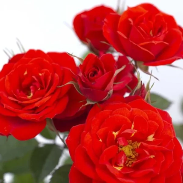 Red Sunrosa Mini Rose Live Plants - Set of 2 Outdoor Bushes Cold Hardy