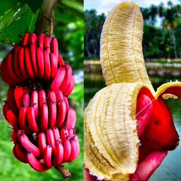 Banana Trees Live Plants - 2 Well-Rooted Plants for Home Growing