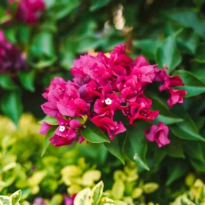 Pink Bougainvillea Plant Live - 6-8 Inches Rooted Flowering Perennial Starter
