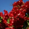 Red Bougainvillea Plant Live - 6-8 Inch Starter Flowering Perennial