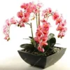 Vistaric 50 pcs/Bag Bonsai Flower Orchid Seeds, Beautiful phalaenopsis Orchid Home Garden Plant Orchid Pot Quality Flower Seeds Kids Gift 7
