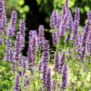 Lavender Agastache Hyssop Live Plant 3-5 Inch - Fragrant Blooms
