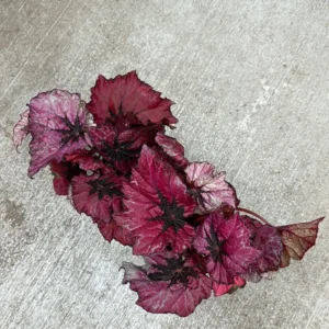 Red Begonia Plants - Set of 3 - Indoor/Outdoor - 4 Inch Red Leaf Begonia