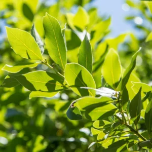 Bay Laurel Plant Live Laurus Nobilis - 4 Inch Height Cooking Herb