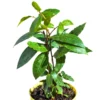 Bay Laurel Tree Herb Plant Live Laurus Nobilis 6-8 Inches Bareroot