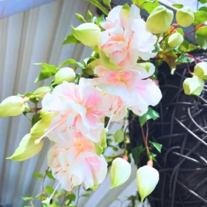 Fuchsia Plant Live Starter - Hardy Fuchsia Flower Plant - 3-4 Inch Bareroot Plug