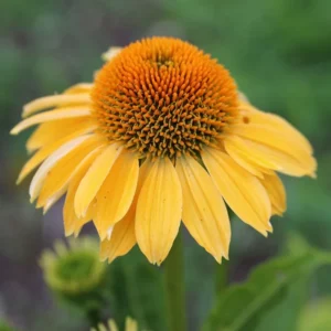 Yellow Coneflower Echinacea Plant Set - 3 Rooted Perennial Flowers - Outdoor Garden