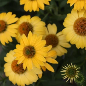 Yellow Coneflower Echinacea Plant Set - 3 Rooted Perennial Flowers - Outdoor Garden