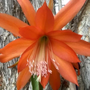 Orange Epiphyllum Plants Rooted Orchid Cactus Houseplant 5-7in Indoor Outdoor