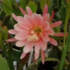Salmon Epiphyllum Orchid Cactus Plants Rooted 5-7 Inches Houseplant