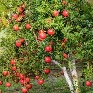 Red Pomegranate Plant Live - 4 Inch Potted Pomegranate Tree