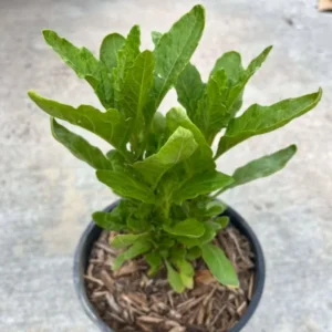 Epazote Plant Live Herb Plant in Gallon Pot for Outdoor Growing