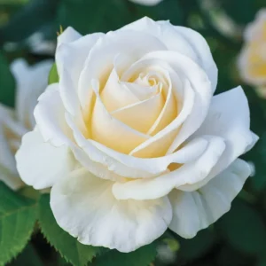 Mini Rose Plant Live - Miniature Rose Bush - 3