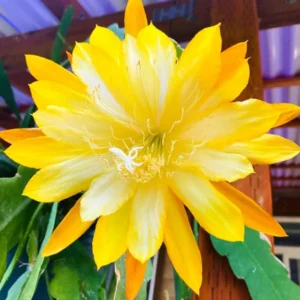 Yellow Epiphyllum Plant Live - 6-9" Orchid Cactus - Indoor/Outdoor