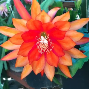 Orange Epiphyllum Orchid Cactus Live Plant - 6-9