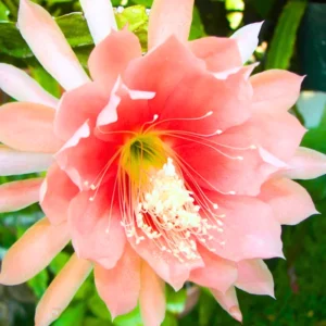 Orange Epiphyllum Plant Live 6-9