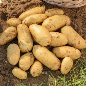 Russet Potato Seeds - 4 Lbs High Yield Seed Potatoes for Planting