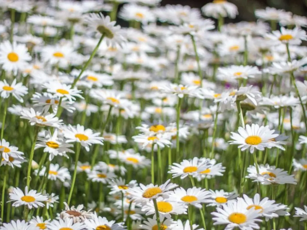 White Daisy