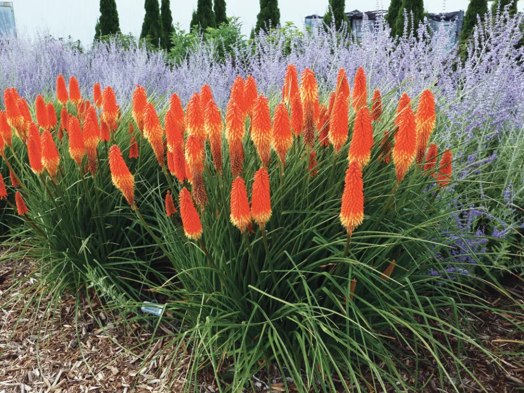 Red Hot Poker - Kniphofia uvaria, Zones 5 to 9