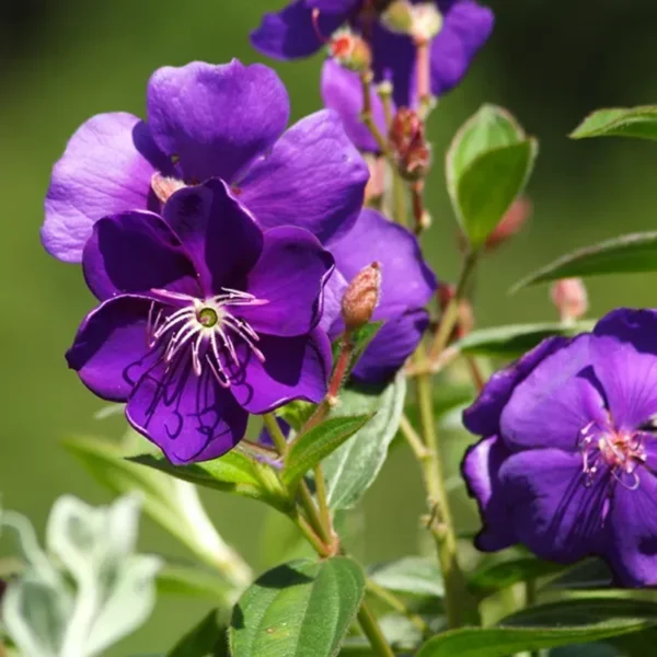 Blue Tibouchina Plant Live - 5-7 Inch Flowering Bush Shrub for Garden