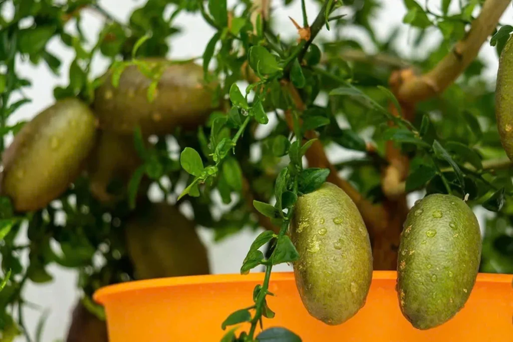 finger lime trees indoors