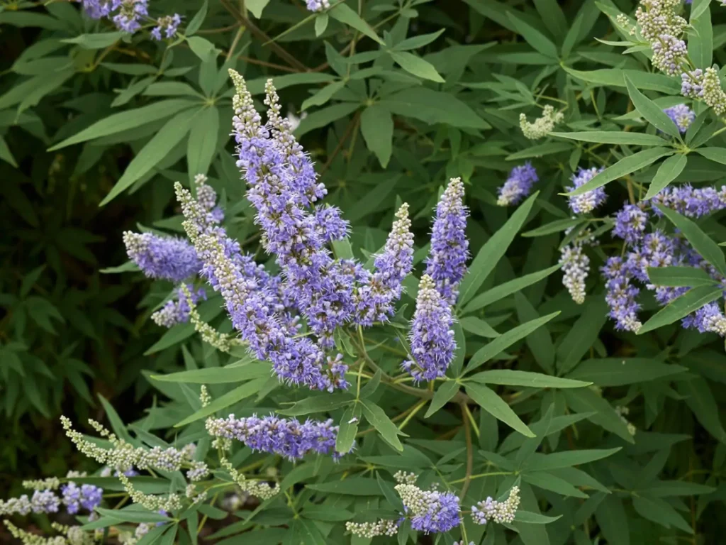 how to prune chaste tree to enhance your garden's beauty.