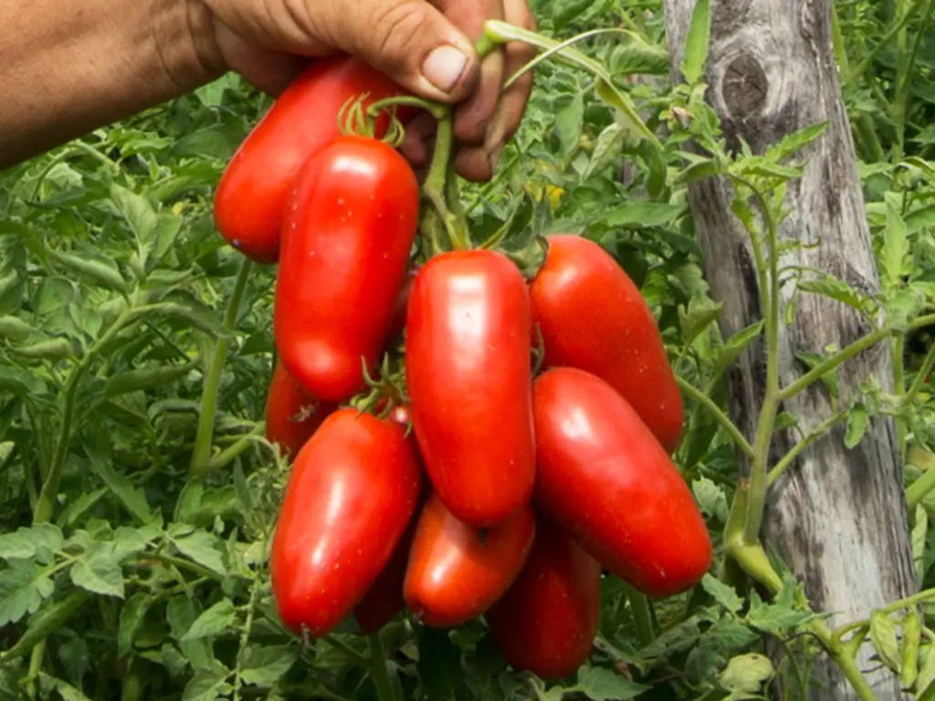 San Marzano tomatoes begin to ripen, showing their rich red color. Regular care and proper sunlight help ensure a bountiful harvest.