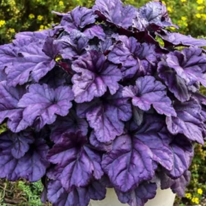 Heuchera Coral Bells Plants - Set of 3 Live Seedlings for Shade Gardens