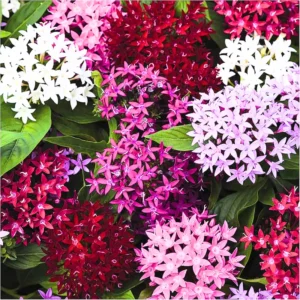 Ixora Plant 2-Pack Live Flowering Shrub Seedlings 4-9