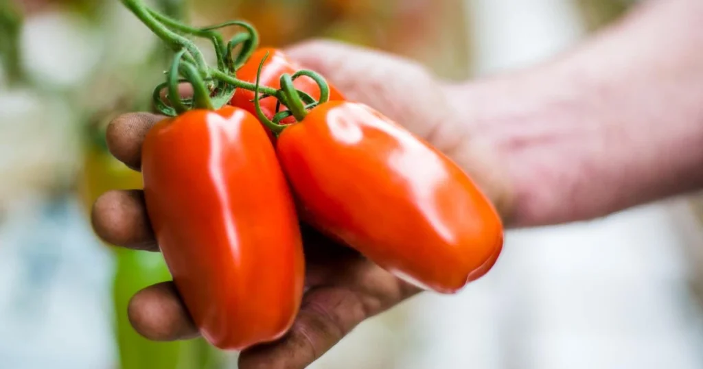 San Marzano Tomatoes