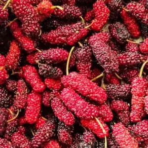 Starter Live Plants of Red Mulberry Tree - Beautiful All Year Round - USDA Zones 4 to 8 (1 Plant)