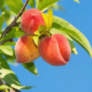 Peach Tree Live Plant - Outdoor Fruit Tree 3-4 ft. - Grow Your Own Peaches