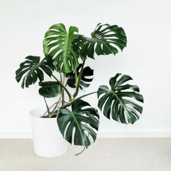 Monstera Deliciosa Live Plant - Swiss Cheese Philodendron Indoor 4-9 Inches Tropical